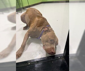Mutt Dogs for adoption in Temple, TX, USA