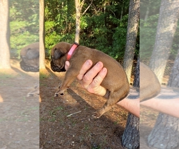 Medium Photo #3 Bullmastiff Puppy For Sale in ELLABELL, GA, USA
