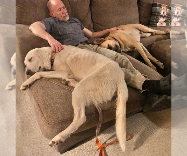 Medium Photo #8 Black Mouth Cur-Unknown Mix Puppy For Sale in Wakefield, RI, USA