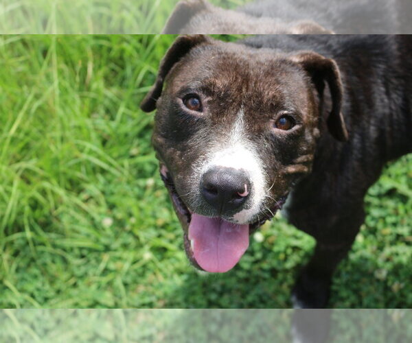Medium Photo #3 American Staffordshire Terrier-Unknown Mix Puppy For Sale in Jackson, MS, USA