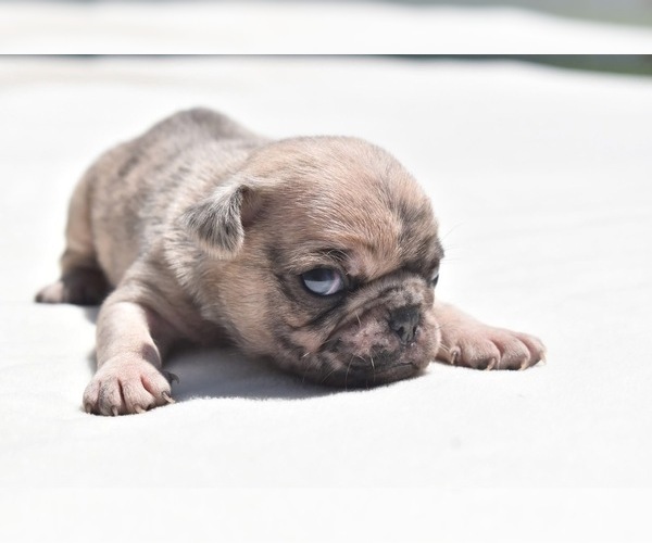 Medium Photo #1 Pug Puppy For Sale in PALM COAST, FL, USA