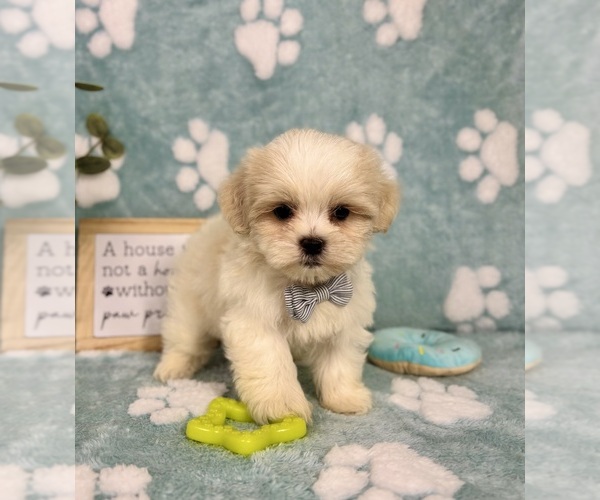 Medium Photo #3 Mal-Shi Puppy For Sale in NOBLESVILLE, IN, USA