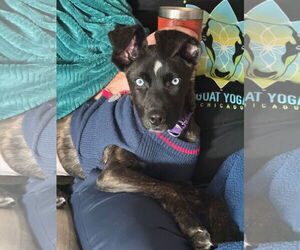 Border Collie-Siberian Husky Mix Dogs for adoption in GILBERTS, IL, USA