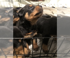 Rottweiler Puppy for sale in CHESTER, PA, USA