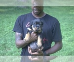 Small Photo #11 Rottweiler Puppy For Sale in MABLETON, GA, USA