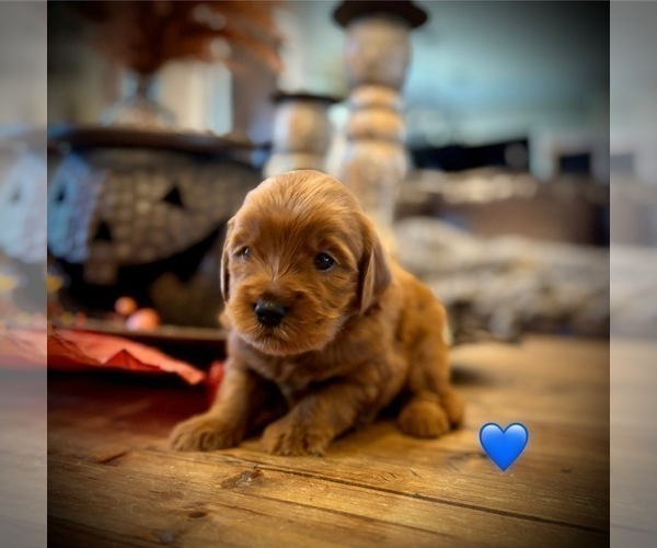 Medium Photo #4 Goldendoodle (Miniature) Puppy For Sale in SAINT JAMES, MO, USA