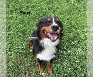 Father of the Bernese Mountain Dog puppies born on 06/26/2022