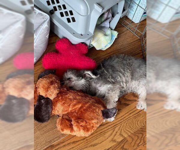 Medium Photo #10 Maltipoo (Miniature) Puppy For Sale in Pacifica, CA, USA