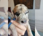 Small Photo #34 Daniff-Neapolitan Mastiff Mix Puppy For Sale in MONTEVIEW, ID, USA