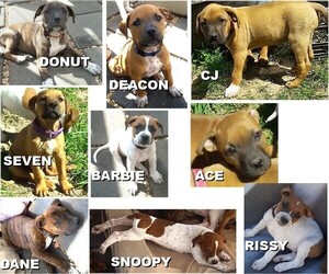 American Staffordshire Terrier-Rhodesian Ridgeback Mix Dogs for adoption in NEWBURG, MO, USA
