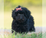 Small Photo #89 Goldendoodle (Miniature) Puppy For Sale in WARSAW, IN, USA