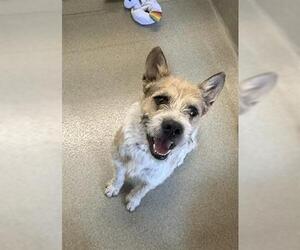 Mutt Dogs for adoption in San Martin, CA, USA