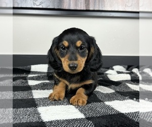 Dachshund Puppy for sale in FRANKLIN, IN, USA