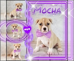 American Bully Puppy for sale in CANYON LAKE, TX, USA