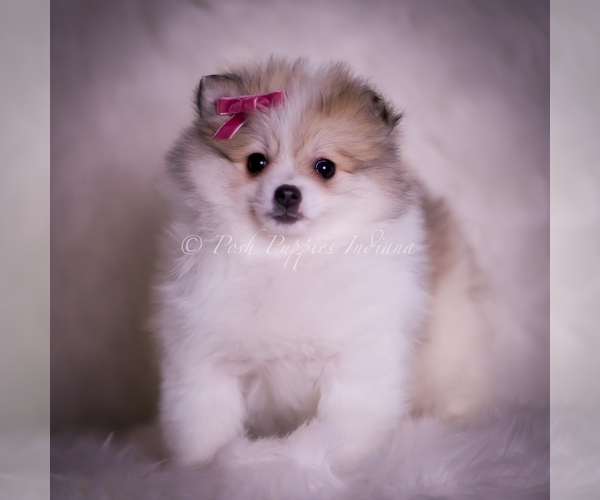 Medium Photo #44 Pomeranian Puppy For Sale in WARSAW, IN, USA
