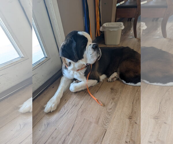Medium Photo #4 Saint Bernard-Unknown Mix Puppy For Sale in Oakhurst, NJ, USA