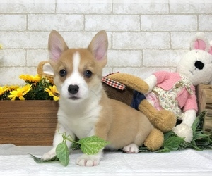 Pembroke Welsh Corgi Puppy for sale in BEVERLY HILLS, CA, USA