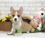 Small Photo #1 Pembroke Welsh Corgi Puppy For Sale in BEVERLY HILLS, CA, USA