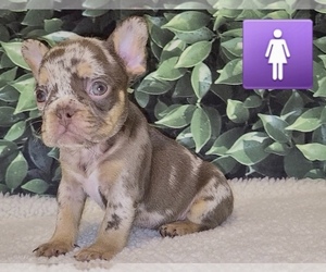 French Bulldog Puppy for sale in HOUSTON, TX, USA