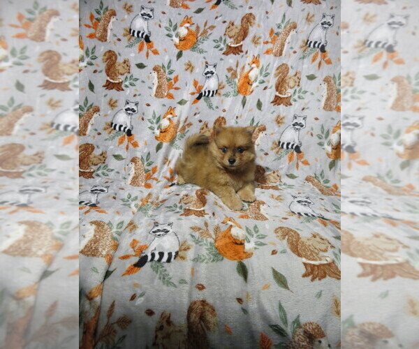 Medium Photo #3 Pomeranian Puppy For Sale in COOKEVILLE, TN, USA