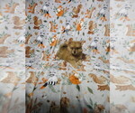 Small #2 Pomeranian