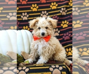 Poodle (Miniature)-Sheltidoodle Mix Puppy for sale in KIRKWOOD, PA, USA