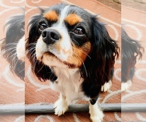 Mother of the Cavalier King Charles Spaniel puppies born on 02/20/2022