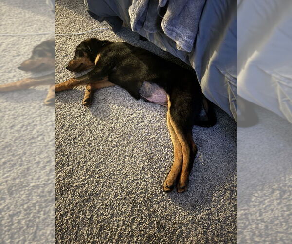 Medium Photo #2 Beagle-German Shepherd Dog Mix Puppy For Sale in Aurora, IN, USA