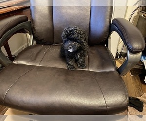 Poodle (Toy) Puppy for sale in MOUNT PLEASANT, SC, USA