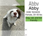 Small Colonial Cocker Spaniel Mix