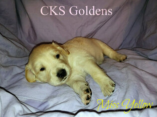 Golden Retriever Puppy for sale in S SIOUX CITY, NE, USA