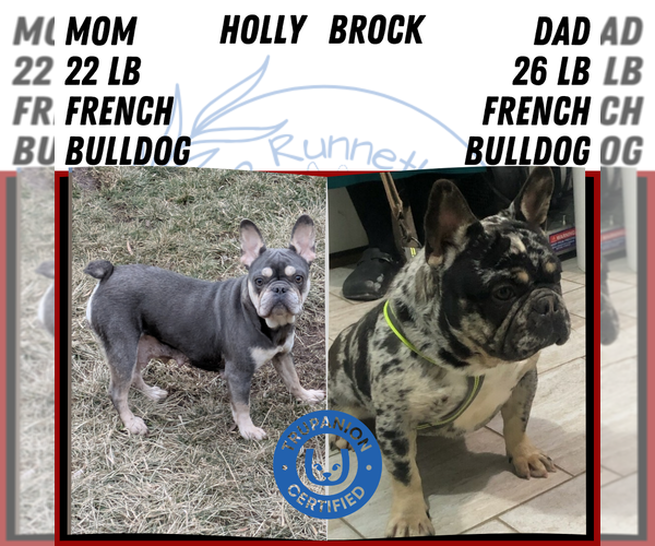 Medium Photo #5 French Bulldog Puppy For Sale in GOSHEN, IN, USA