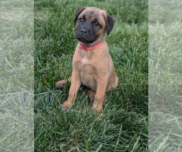 Medium Photo #1 Mutt Puppy For Sale in Holly Springs, NC, USA