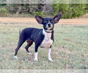 Hailey - Female Chihuahua-Unknown Mix Dog for Adoption - Photo #2