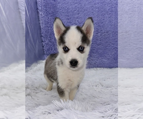 Medium Photo #4 Siberian Husky Puppy For Sale in SANDY HOOK, KY, USA