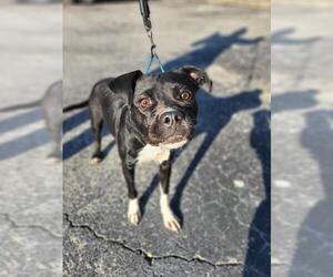 Boxer-Unknown Mix Dogs for adoption in San Antonio, TX, USA