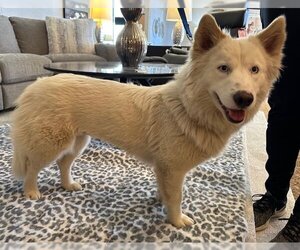 Huskies -Pembroke Welsh Corgi Mix Dogs for adoption in Newfoundland, PA, USA