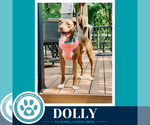 Small #5 American Staffordshire Terrier-Labrador Retriever Mix