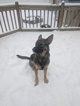 Small Photo #1 German Shepherd Dog Puppy For Sale in NOBLESVILLE, IN, USA
