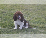 Small #3 Basset Hound