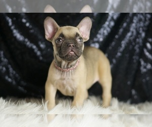 Medium French Bulldog