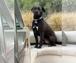Small #12 Labrador Retriever Mix