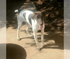 German Shorthaired Pointer Puppy for sale in MIDLAND, TX, USA