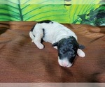Small Photo #4 Bernedoodle (Miniature) Puppy For Sale in COLORADO SPRINGS, CO, USA