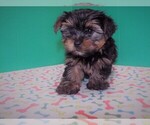 Small Photo #3 Yorkshire Terrier Puppy For Sale in PATERSON, NJ, USA