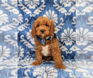 Cocker Spaniel-Poodle (Miniature) Mix Puppy for sale in NOTTINGHAM, PA, USA