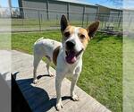 Small #1 Labrador Retriever Mix