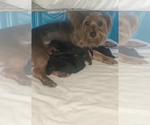 Father of the Yorkshire Terrier puppies born on 02/24/2021