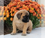 Small #1 Mastiff
