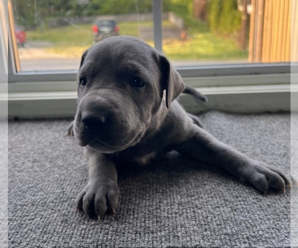 Medium Photo #1 Great Dane Puppy For Sale in MAYSVILLE, KY, USA